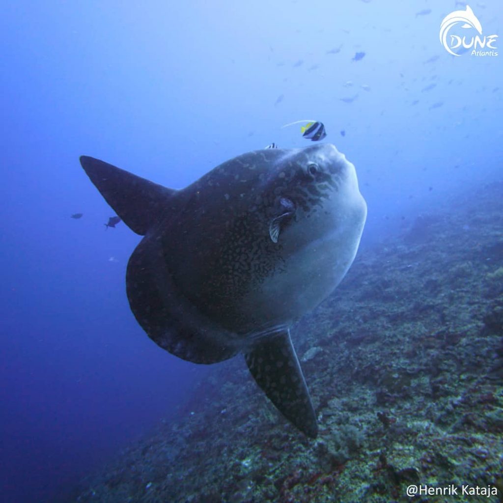 Get to Know the Bizarre and Impressive Mola Mola Bali