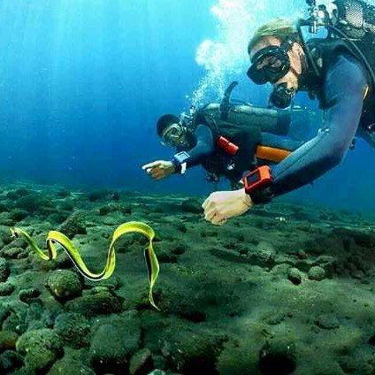 Best Way to Enjoy Bali Dive Sites on Holiday