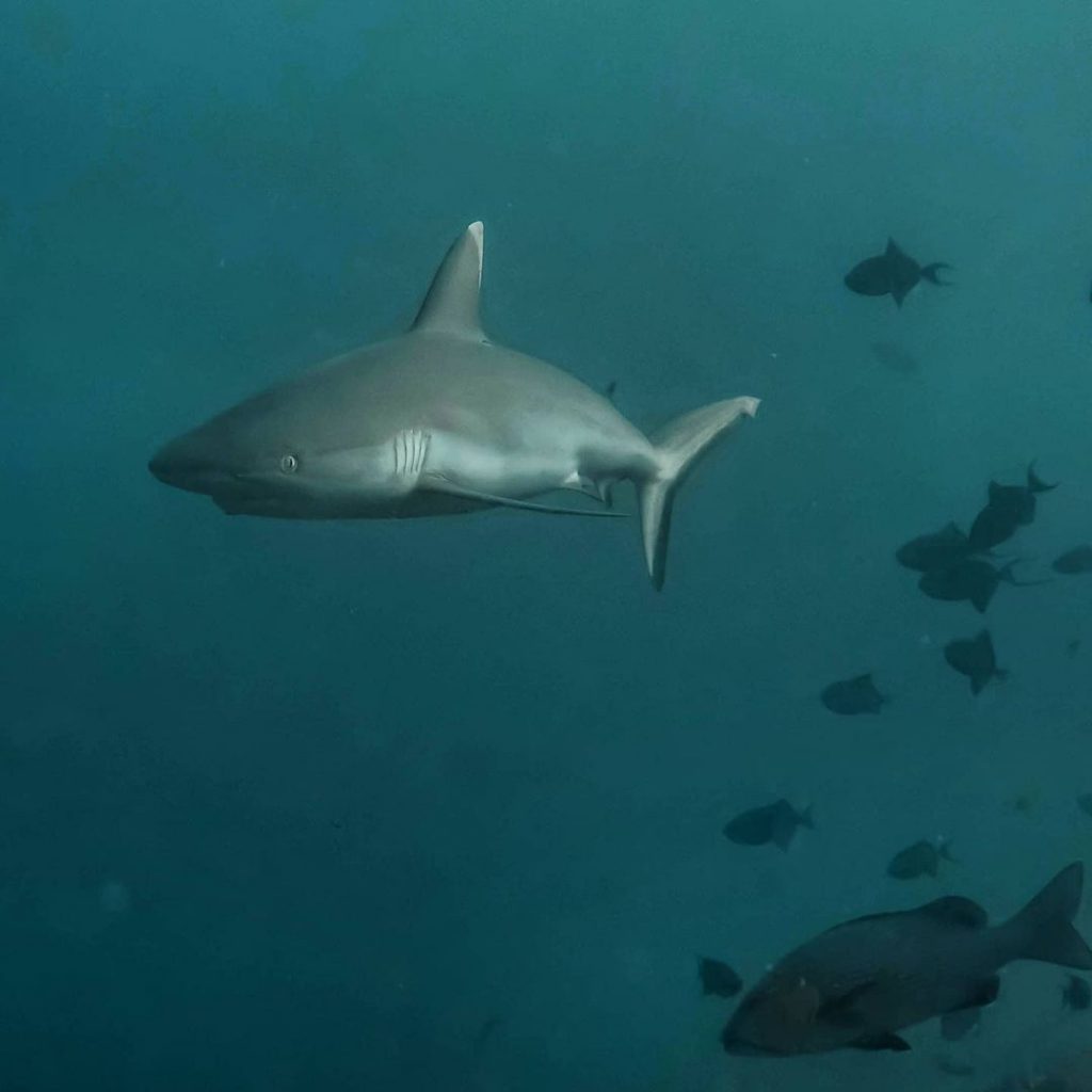 Gili Mimpang: Best for Rarer Sharks 