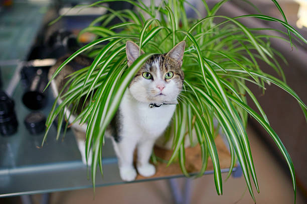 The spider plant for more stylish home